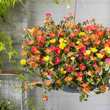 Floarea de piatra (Portucala Grandiflora), mix 4 culori in ghiveci, flori rosii, galbene, roz si portocalii, planta decorativa de vara
