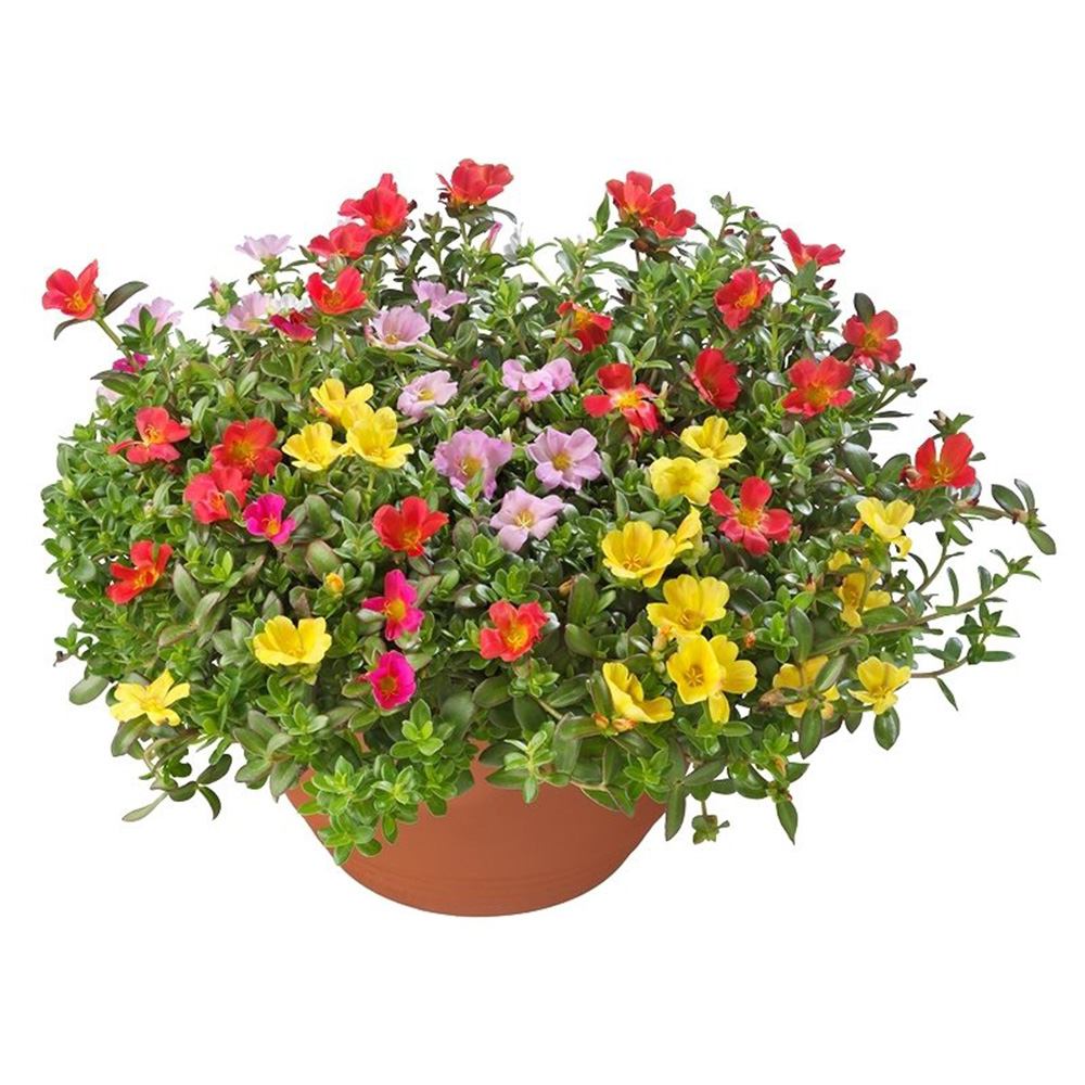 Floarea de piatra (Portucala Grandiflora), mix 4 culori in ghiveci, flori rosii, galbene, roz si portocalii, planta decorativa de vara