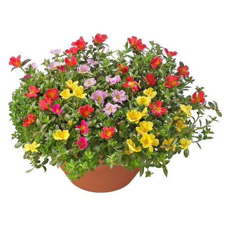 Floarea de piatra (Portucala Grandiflora), mix 4 culori in ghiveci, flori rosii, galbene, roz si portocalii, planta decorativa de vara