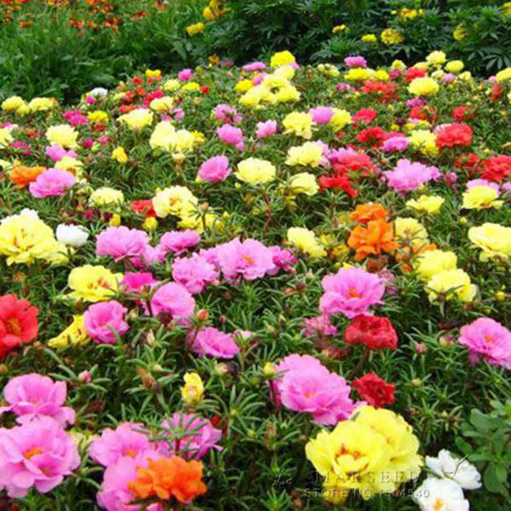 Floarea de piatra (Portucala Grandiflora), mix 4 culori in ghiveci, flori rosii, galbene, roz si portocalii, planta decorativa de vara