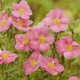 Coada Racului (Potentilla) Pink Paradise, arbust decorativ pitic cu flori roz, inflorire lunga, rezistenta la seceta