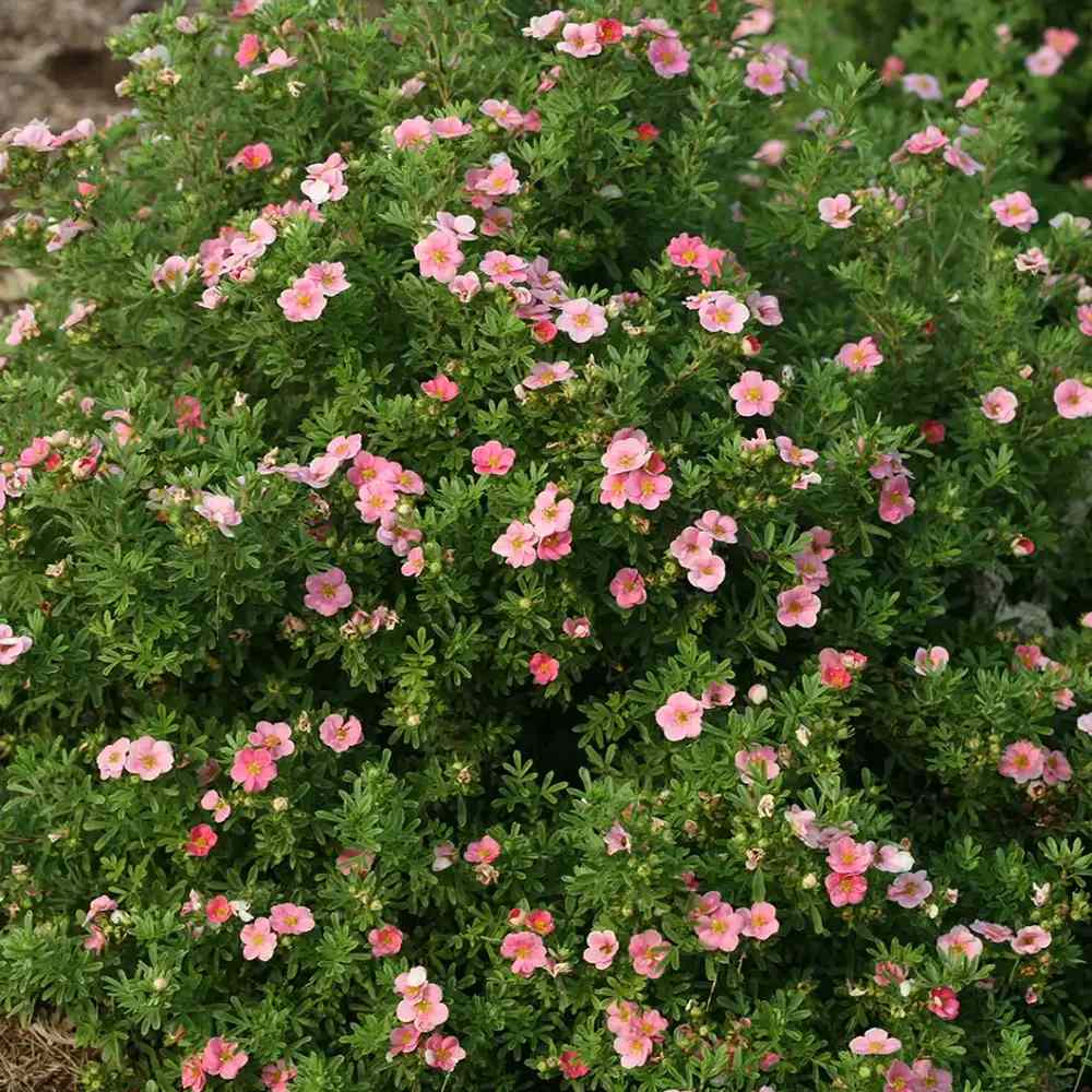 Coada Racului (Potentilla) Pink Paradise, arbust decorativ pitic cu flori roz, inflorire lunga, rezistenta la seceta