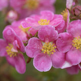Coada Racului (Potentilla) Pink Paradise, arbust decorativ pitic cu flori roz, inflorire lunga, rezistenta la seceta