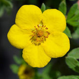 Coada Racului (Potentilla) Goldteppich, arbust ornamental cu flori galbene, inflorire lunga si abundenta, rezistent si seceta