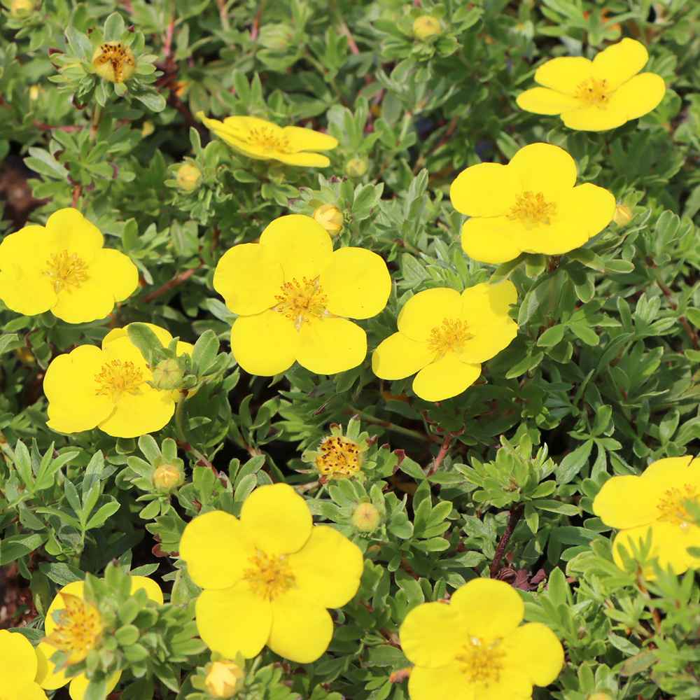 Coada Racului (Potentilla) Goldteppich, arbust ornamental cu flori galbene, inflorire lunga si abundenta, rezistent si seceta