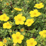 Coada Racului (Potentilla) Goldteppich, arbust ornamental cu flori galbene, inflorire lunga si abundenta, rezistent si seceta