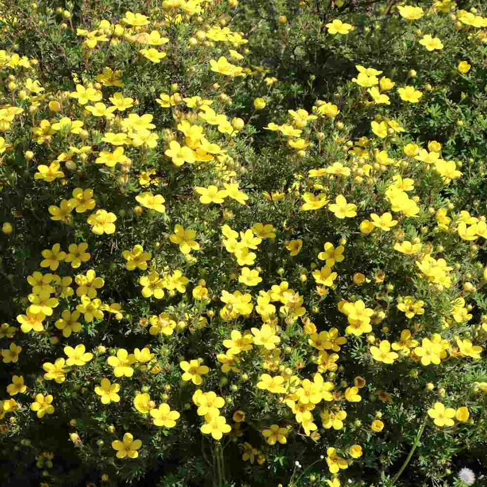Coada Racului (Potentilla) Goldteppich, arbust ornamental cu flori galbene, inflorire lunga si abundenta, rezistent si seceta