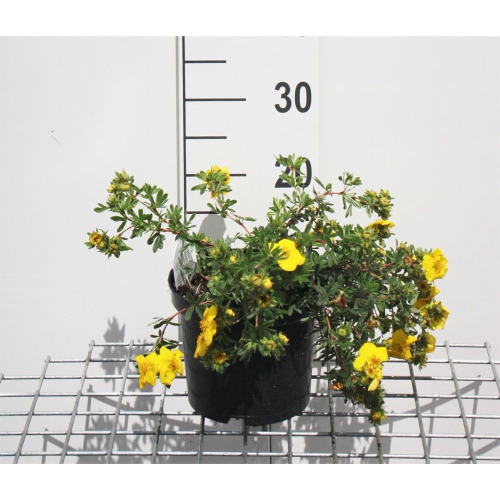 Coada Racului (Potentilla) Goldteppich, arbust ornamental cu flori galbene, inflorire lunga si abundenta, rezistent si seceta