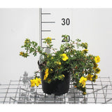 Coada Racului (Potentilla) Goldteppich, arbust ornamental cu flori galbene, inflorire lunga si abundenta, rezistent si seceta