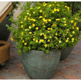 Coada Racului (Potentilla) Goldteppich, arbust ornamental cu flori galbene, inflorire lunga si abundenta, rezistent si seceta