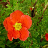 Coada Racului (Potentilla) Red Joker, arbust decorativ cu flori rosii aprinse, inflorire lunga, rezistent la frig