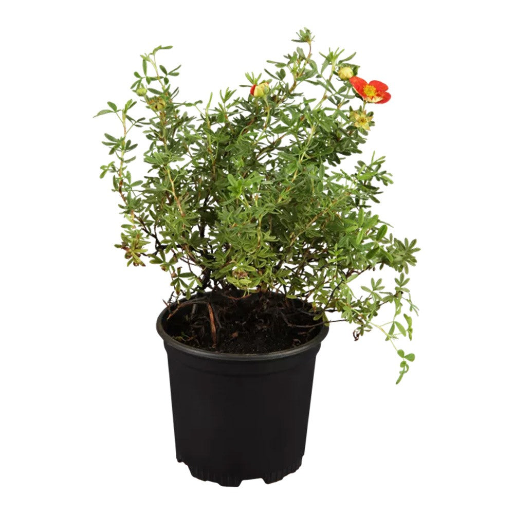 Coada Racului (Potentilla) Red Joker, arbust decorativ cu flori rosii aprinse, inflorire lunga, rezistent la frig