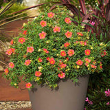 Coada Racului (Potentilla) Red Joker, arbust decorativ cu flori rosii aprinse, inflorire lunga, rezistent la frig