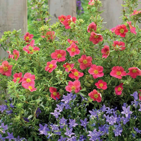 Coada Racului (Potentilla) Red Joker, arbust decorativ cu flori rosii aprinse, inflorire lunga, rezistent la frig