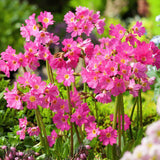 Primula Rosea Grandiflora, cu flori roz-inchis si parfum placut