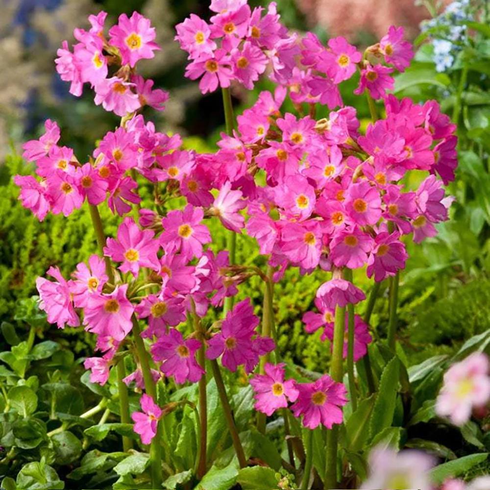 Primula Rosea Grandiflora, cu flori roz-inchis si parfum placut