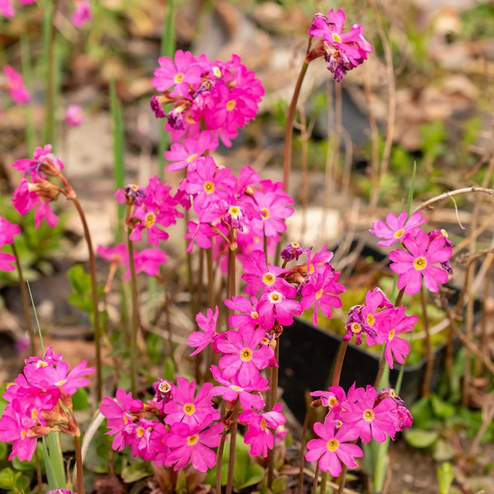 Black Friday - Reduceri Primula Rosea Grandiflora, cu flori roz-inchis si parfum placut Promotie