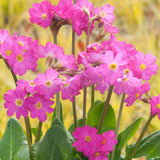 Black Friday - Reduceri Primula Rosea Grandiflora, cu flori roz-inchis si parfum placut Promotie