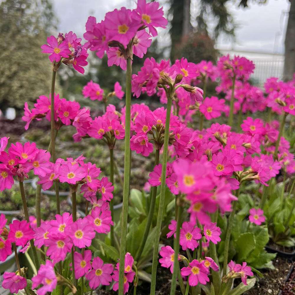 Primula Rosea Grandiflora, cu flori roz-inchis si parfum placut