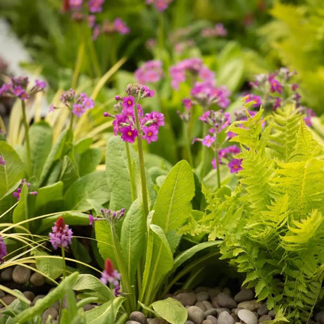 Ciubotica cucului roz (Primula Rosea Grandiflora), cu flori roz-inchis etajate si parfum placut, primula de primavara pentru gradina umeda