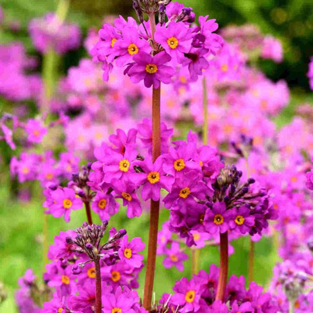 Ciubotica cucului roz (Primula Rosea Grandiflora), cu flori roz-inchis etajate si parfum placut, primula de primavara pentru gradina umeda