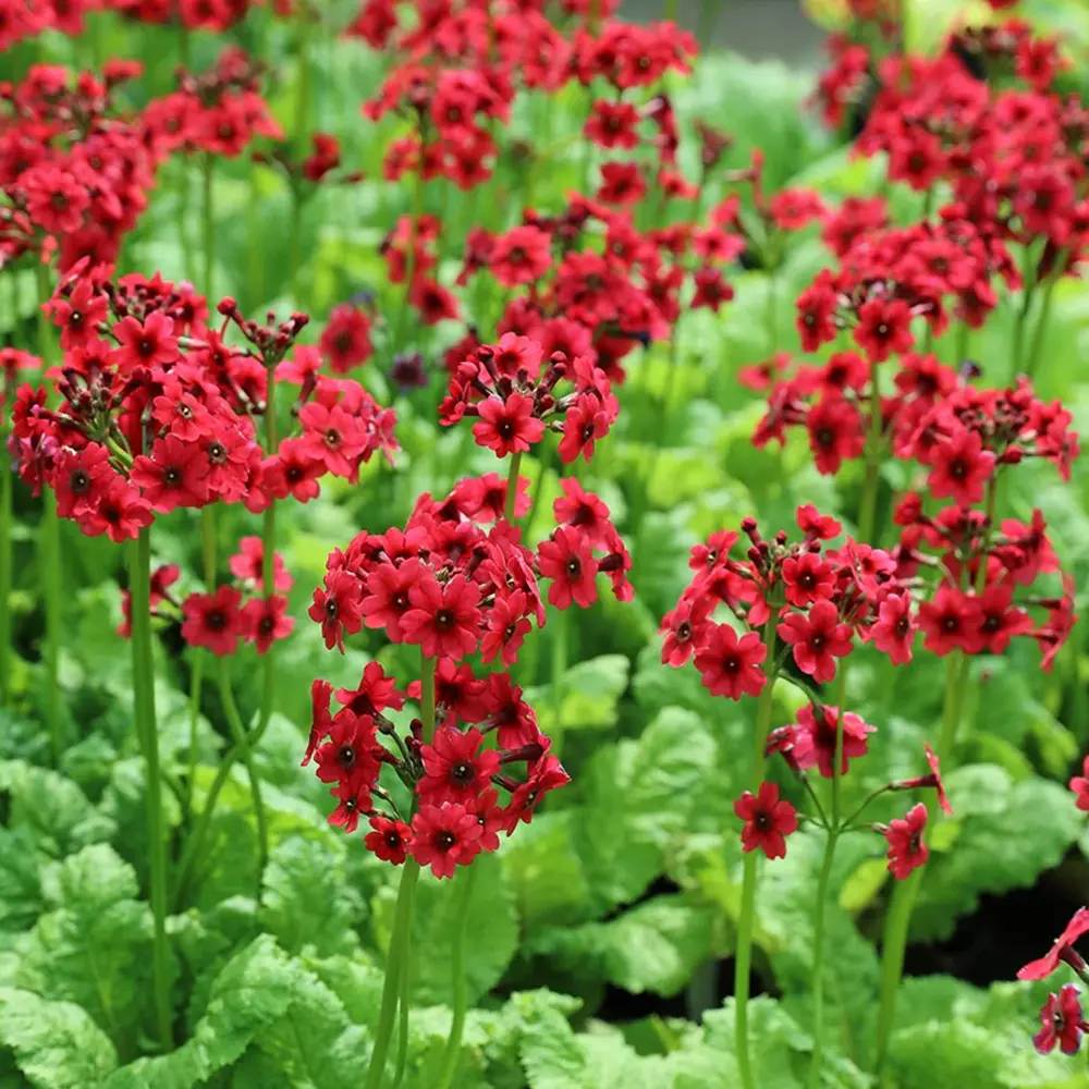 Ciubotica cucului roz (Millers Crimson), primula de primavara cu flori etajate rosii intense, pentru semi-umbra sau umbra, companion perfect pentru ferigi