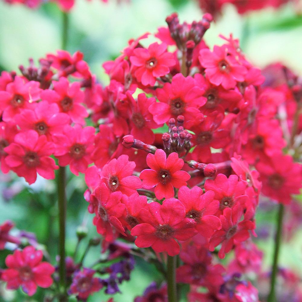 Ciubotica cucului roz (Millers Crimson), primula de primavara cu flori etajate rosii intense, pentru semi-umbra sau umbra, companion perfect pentru ferigi