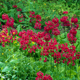 Ciubotica cucului roz (Millers Crimson), primula de primavara cu flori etajate rosii intense, pentru semi-umbra sau umbra, companion perfect pentru ferigi