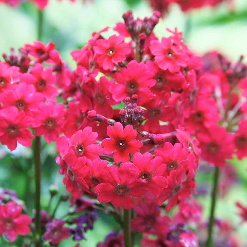 Ciubotica cucului roz (Millers Crimson), primula de primavara cu flori etajate rosii intense, pentru semi-umbra sau umbra, companion perfect pentru ferigi