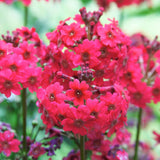 Ciubotica cucului roz (Millers Crimson), primula de primavara cu flori etajate rosii intense, pentru semi-umbra sau umbra, companion perfect pentru ferigi