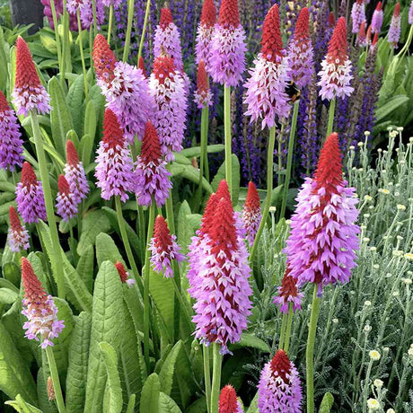 Ciubotica cucului Vialii (Primula), cu flori etajate rosu-violet, perena pentru semiumbra, umbra si zone umede