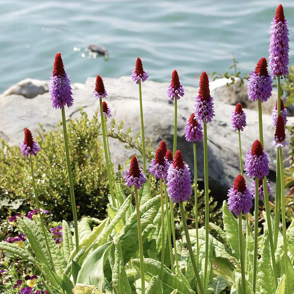 Ciubotica cucului Vialii (Primula), cu flori etajate rosu-violet, perena pentru semiumbra, umbra si zone umede