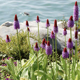 Ciubotica cucului Vialii (Primula), cu flori etajate rosu-violet, perena pentru semiumbra, umbra si zone umede