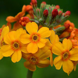 Primula (Ciubotica Cucului) Bulleyana Candelabru, cu flori portocaliu-galbena, perena pentru umbra, semiumbra si zone umede, companion ferigilor