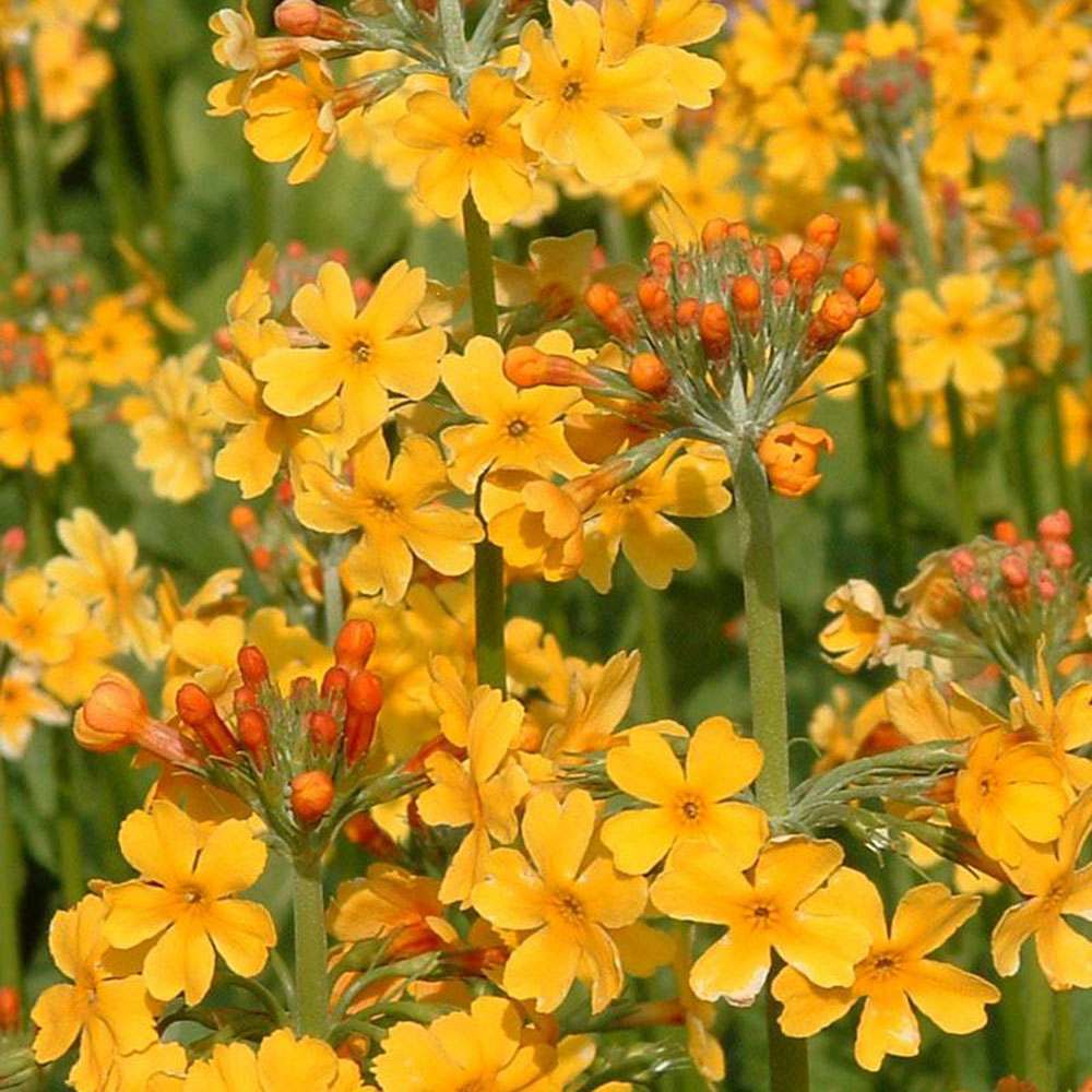 Primula (Ciubotica Cucului) Bulleyana Candelabru, cu flori portocaliu-galbena, perena pentru umbra, semiumbra si zone umede, companion ferigilor