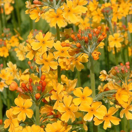 Primula (Ciubotica Cucului) Bulleyana Candelabru, cu flori portocaliu-galbena, perena pentru umbra, semiumbra si zone umede, companion ferigilor