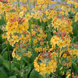 Primula (Ciubotica Cucului) Bulleesiana Candelabru, mix colorat, pentru umbra, semiumbra si zone umede, companion ferigilor