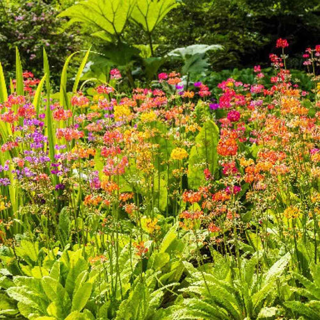 Primula (Ciubotica Cucului) Bulleesiana Candelabru, mix colorat, pentru umbra, semiumbra si zone umede, companion ferigilor