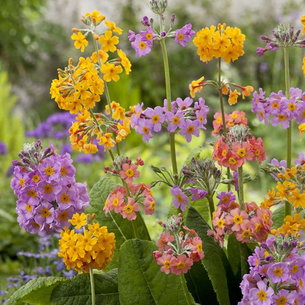 Primula (Ciubotica Cucului) Bulleesiana Candelabru, mix colorat, pentru umbra, semiumbra si zone umede, companion ferigilor
