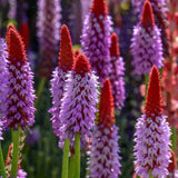Ciubotica cucului Vialii (Primula), cu flori etajate rosu-violet, perena pentru semiumbra, umbra si zone umede