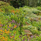Ciubotica cucului Vialii (Primula), cu flori etajate rosu-violet, perena pentru semiumbra, umbra si zone umede