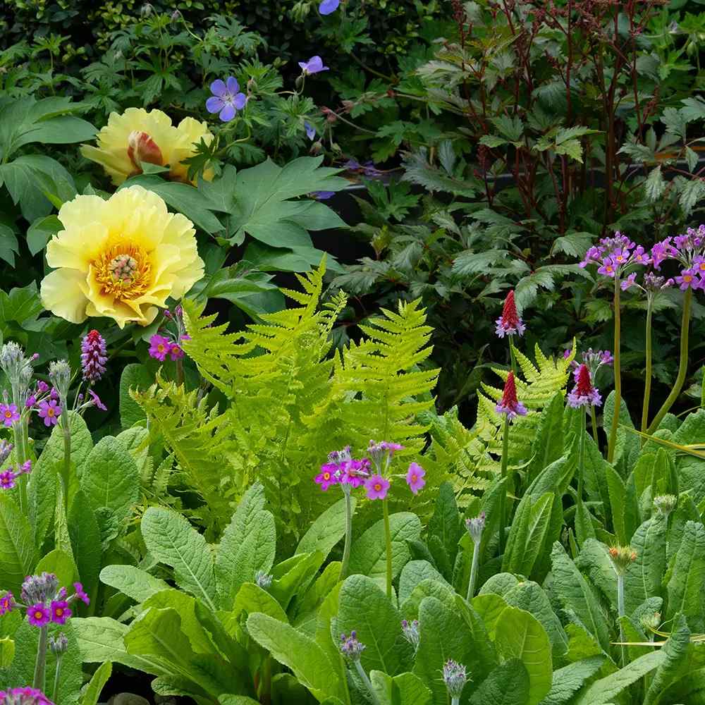 Ciubotica cucului Vialii (Primula), cu flori etajate rosu-violet, perena pentru semiumbra, umbra si zone umede