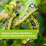 Insecticid Spray cu Efect Rapid contra Omizilor de Buxus 1 l  PROTECT GARDEN