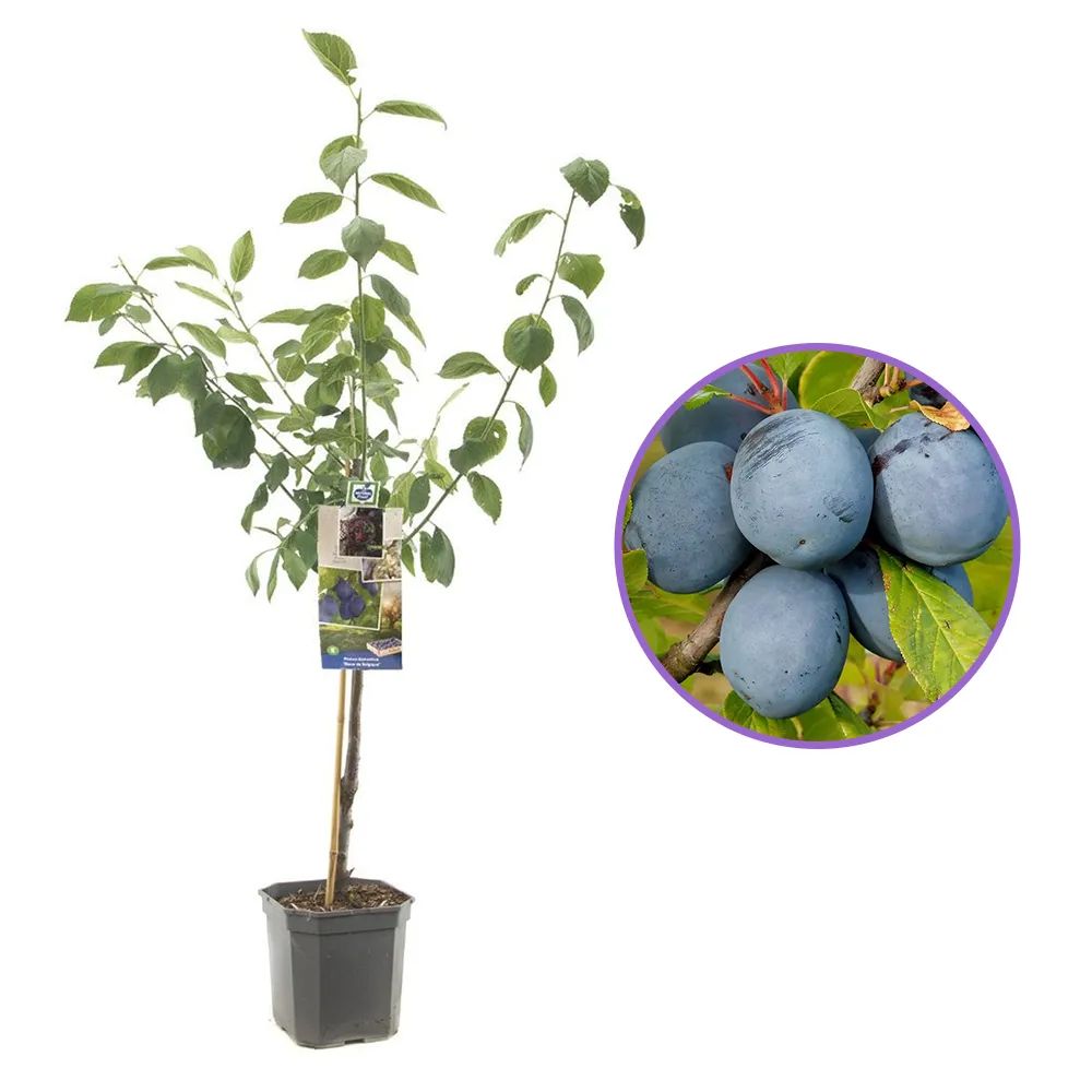 Prun Bleue de Belgique (Prunus Domestica), cu fructe dulci violet-inchis, an 2 pe rod