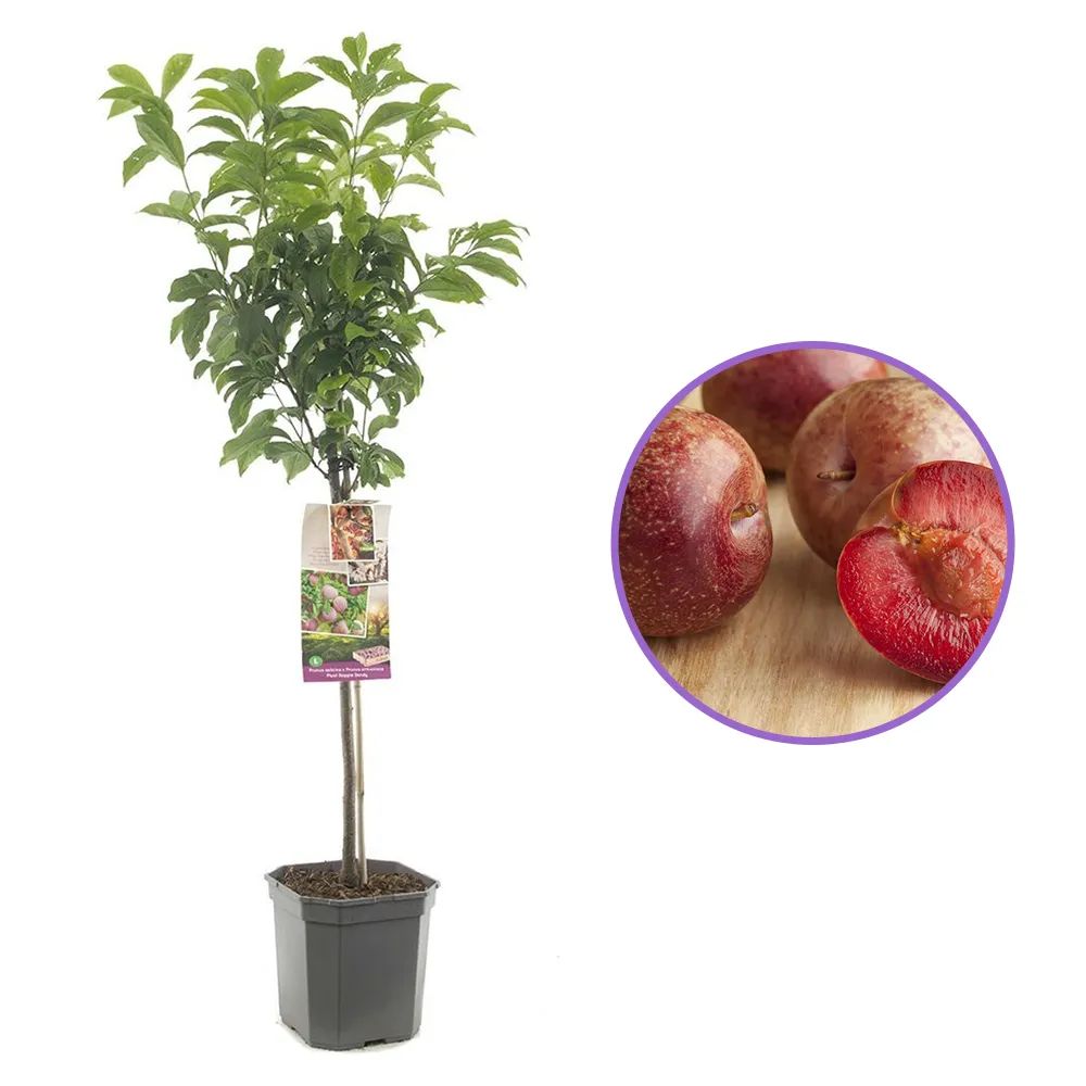 Prun Dapple Dandy (Prunus Domestica), cu fructe dulci-acrisor bicolor, an 2 pe rod