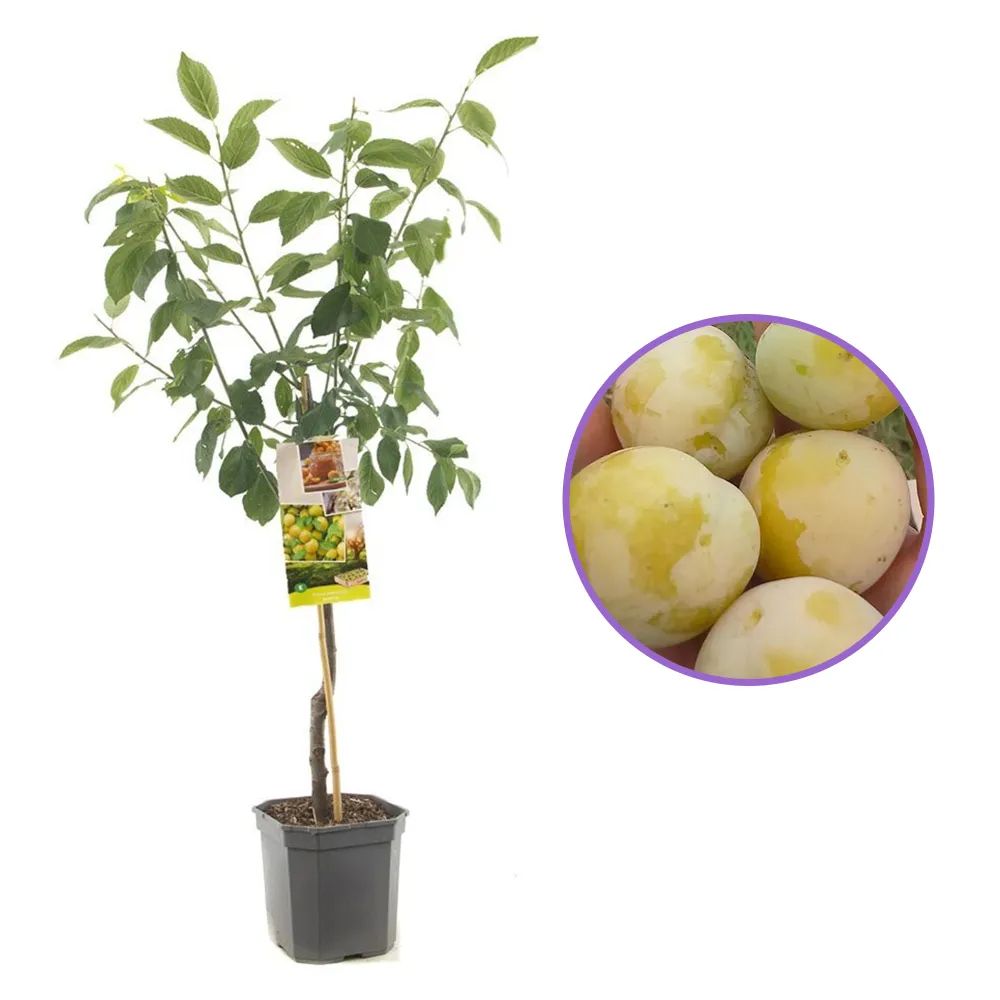 Prun Ontario (Prunus Domestica), cu fructe dulci galben-verzui, an 2 pe rod