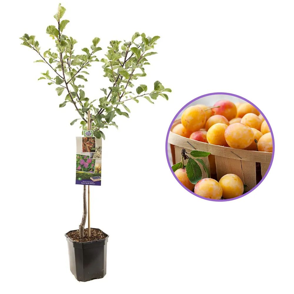 Prun Reine Claude d'Althan (Prunus Domestica), cu fructe dulci verde auriu, an 2 pe rod