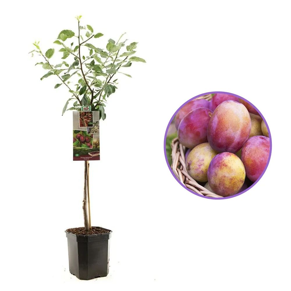 Prun Victoria (Prunus Domestica), cu fructe dulci violet-rosiatice, an 2 pe rod