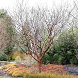 Copac Sakura, Cires Tibetan Ornamental Serrula, cu flori albe si scoarta neteda, lucioasa, de culoare cupru-roscata
