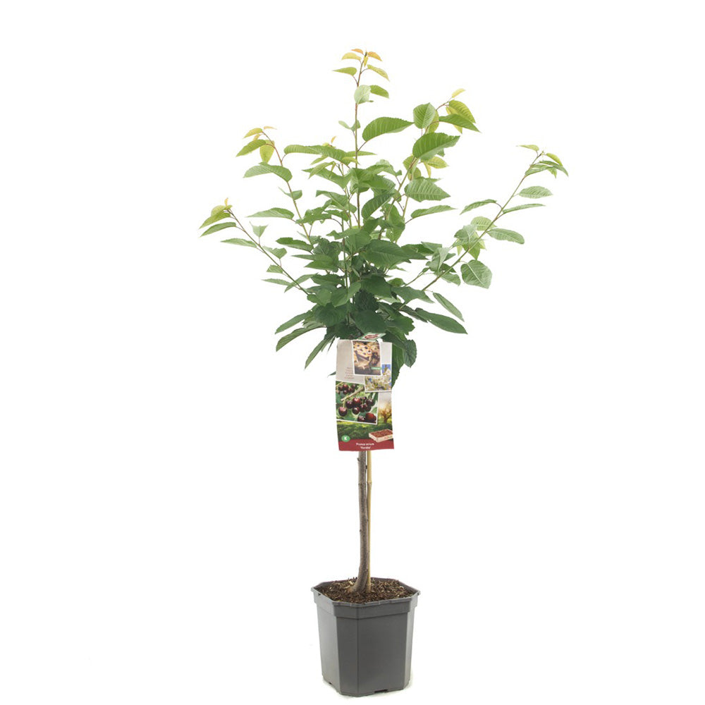 Black Friday - Reduceri Cires Dulce (Prunus Avium) Kordia, cu fructe dulci rosii-inchis Promotie